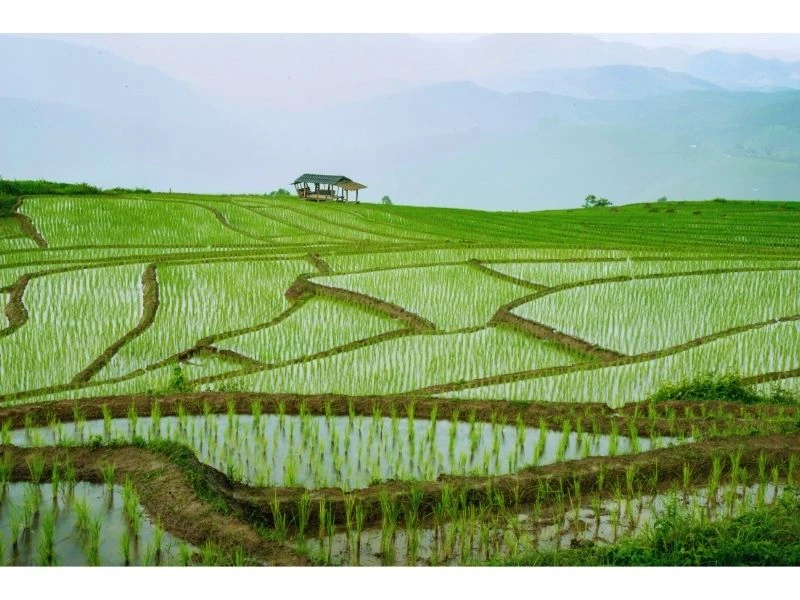 Pemandangan Alam Sawah Desa Wisata Margamulya